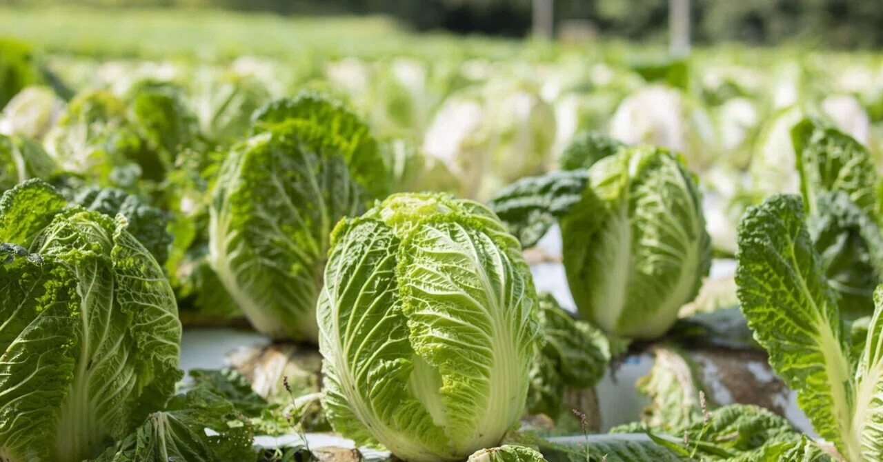 46 Field [About Napa Cabbage]｜「野菜ってなんだっけ？」