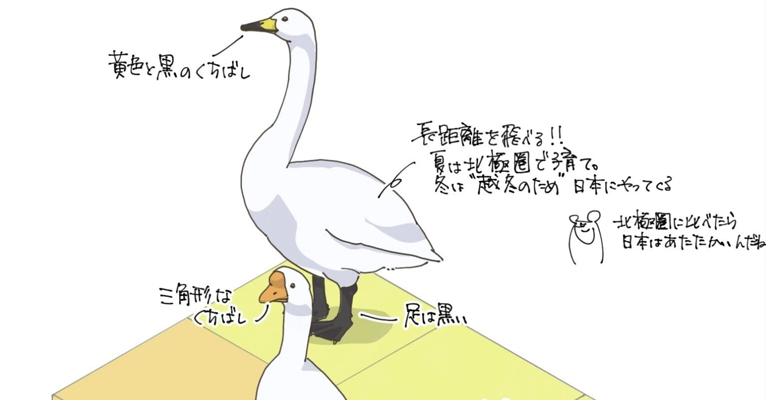 ハクチョウ、ガチョウ、アヒルの違い｜くますけ｜自然ガイド・クリエイター