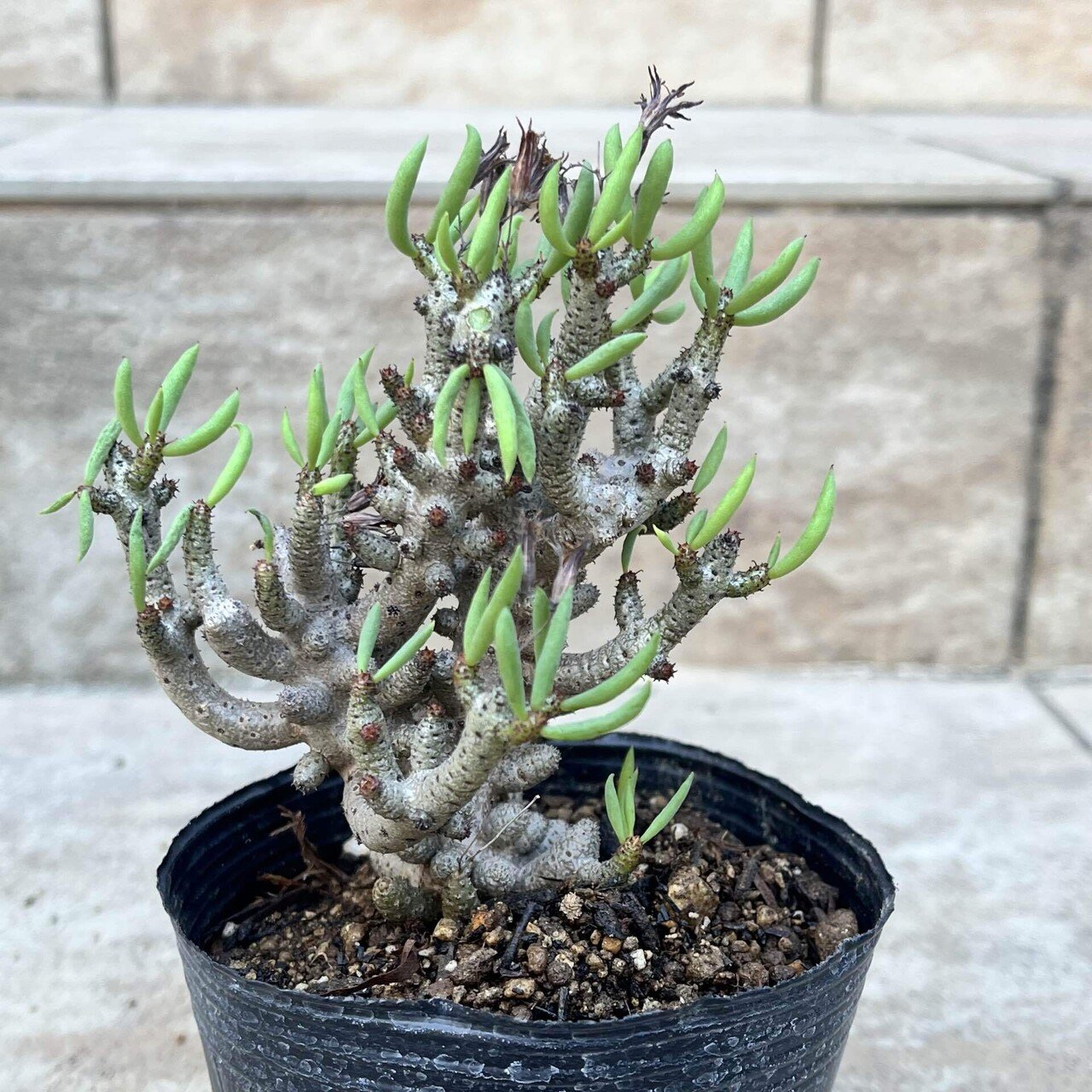 花屋店員の植物紹介】チレコドン ブッコルジアヌス｜僕の日記 ｜ みっちー