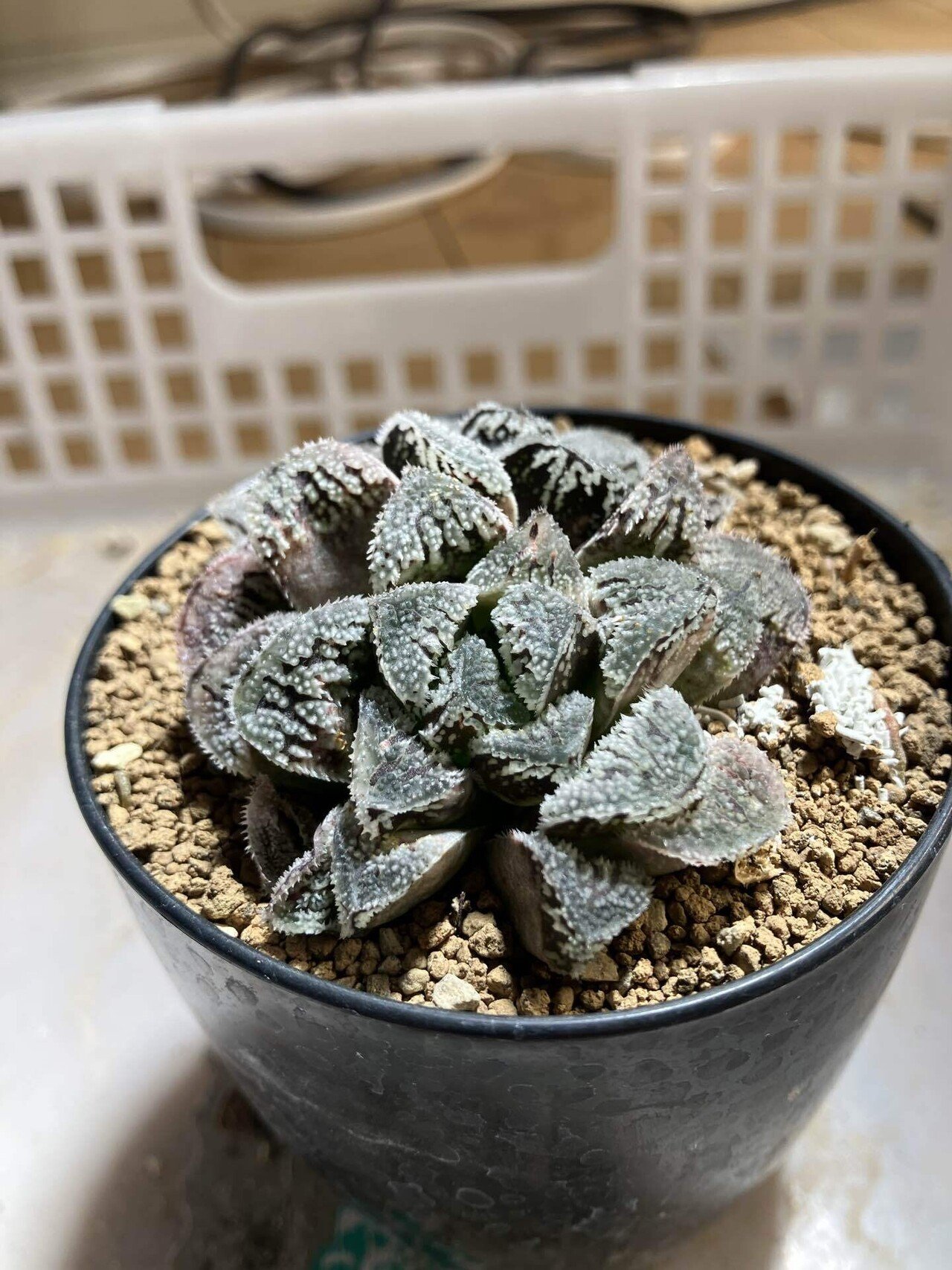 綺麗な白兎(もふ)。ハオルチア 雪うさぎ｜サキュビットくん