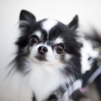 不安解消 未経験で動物看護師へ転職 ぺット職業マニア Note 不安解消 未経験で動物看護師へ転職 ぺット職業マニア Note
