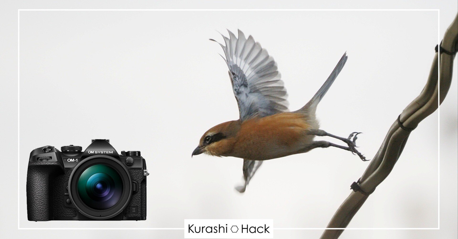 OM-1 Mark II + 100-400mm II』が野鳥撮影初心者に最適な理由【実写