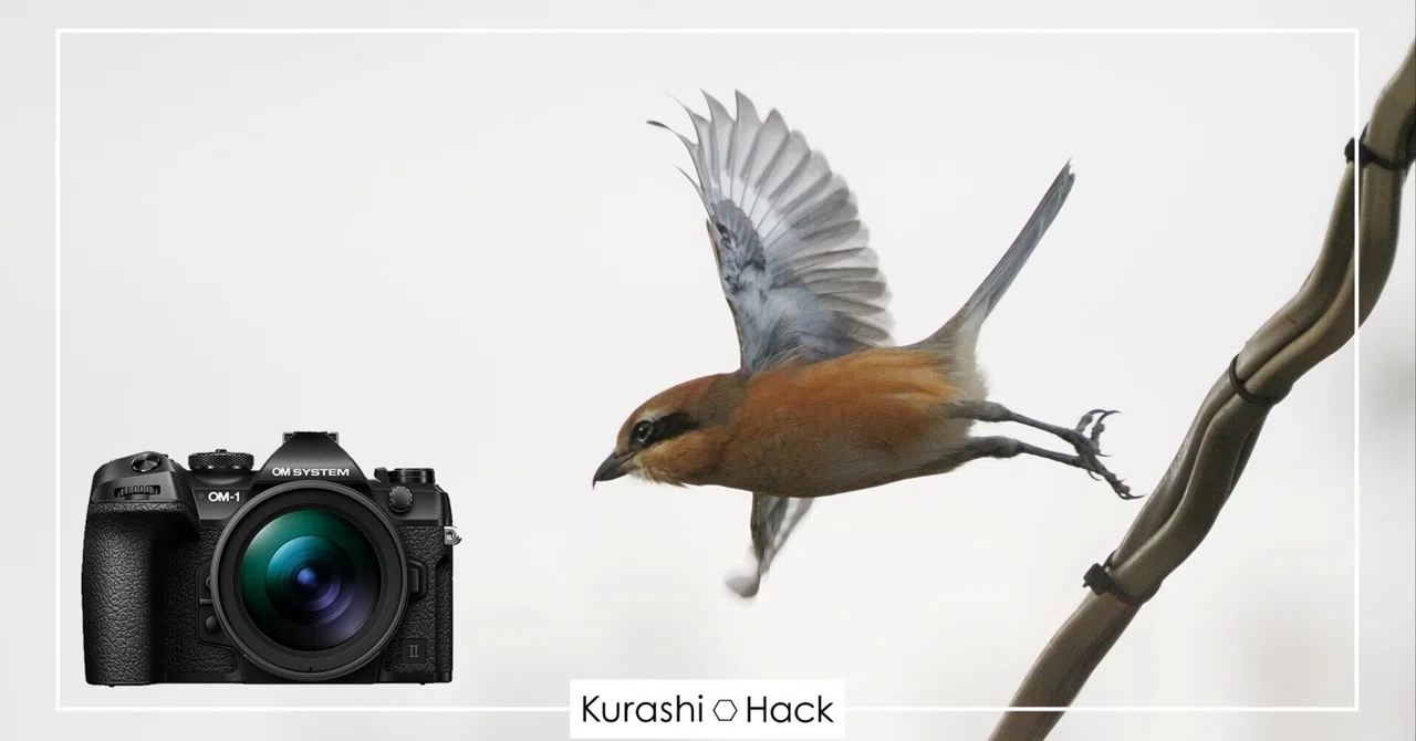 OM-1 Mark II + 100-400mm II』が野鳥撮影初心者に最適な理由【実写