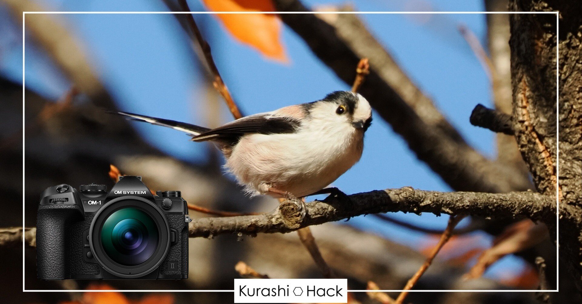 初心者が『OM-1 Mark II + 100-400mm II』で野鳥を狙う！【実写