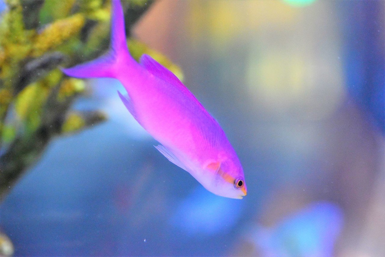 今年も美ら海水族館にあえるといい スナフ Note
