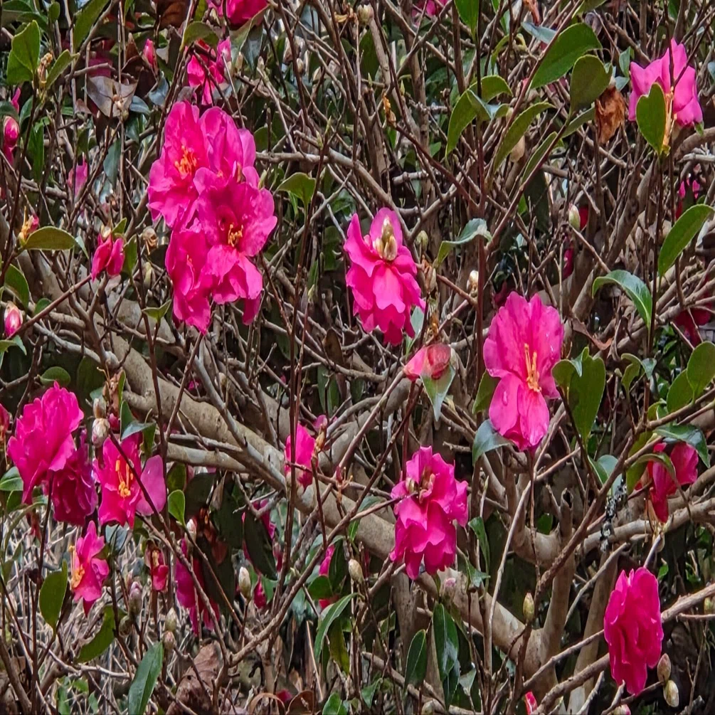 枯れ色の冬に鮮やかな赤 冬に咲く花を見る｜ふみぞう