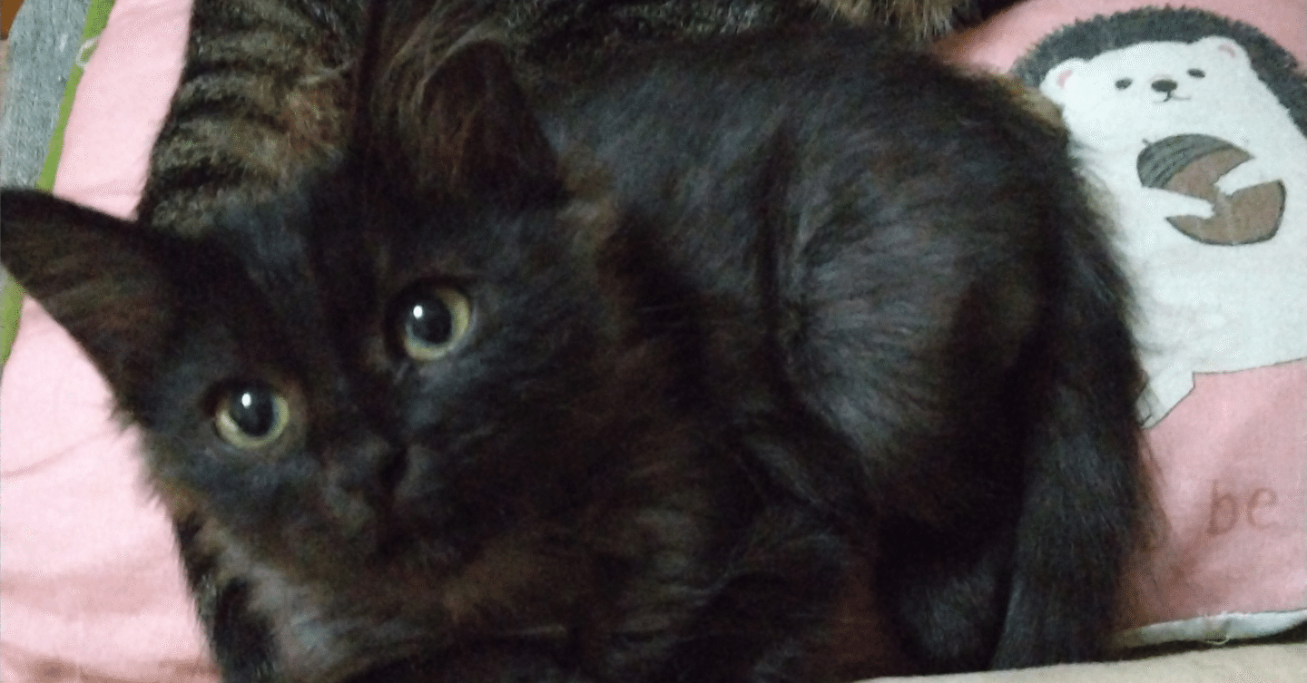 近況報告 2025-12-21 ～Evo-X2フリーズ WEBテンプレート ゲームが