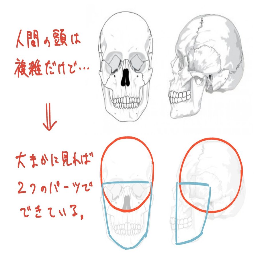 人体の作画 頭の形 Jo Note