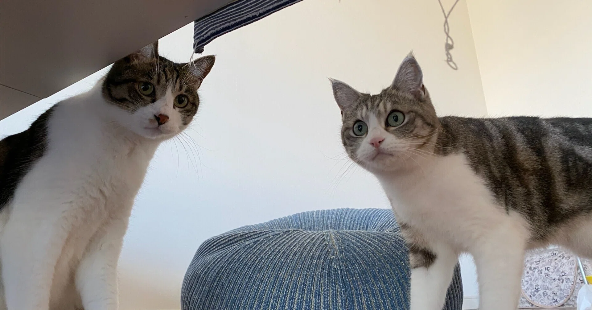猫ちゃんの瞳孔が開きっぱなし｜OSAKA, Hitoshi