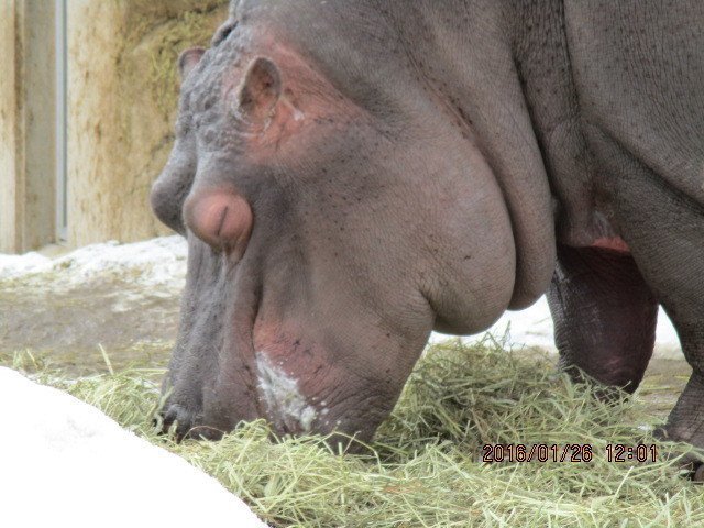 旭山動物園に行ってきたレポ２ 青空ぷらす Note
