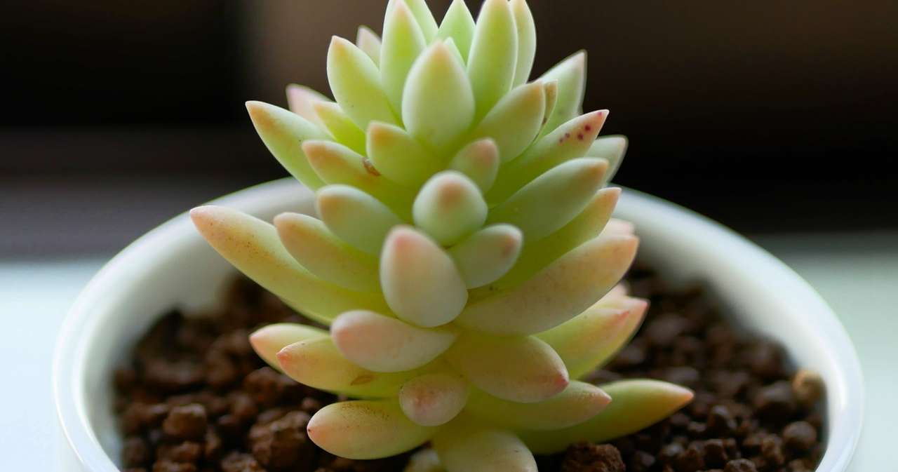 多肉植物がきた じゃがいもと水餃子 Note