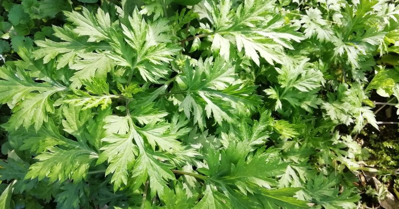 ヨモギ葉 ビワ葉 芹 沓真 Note
