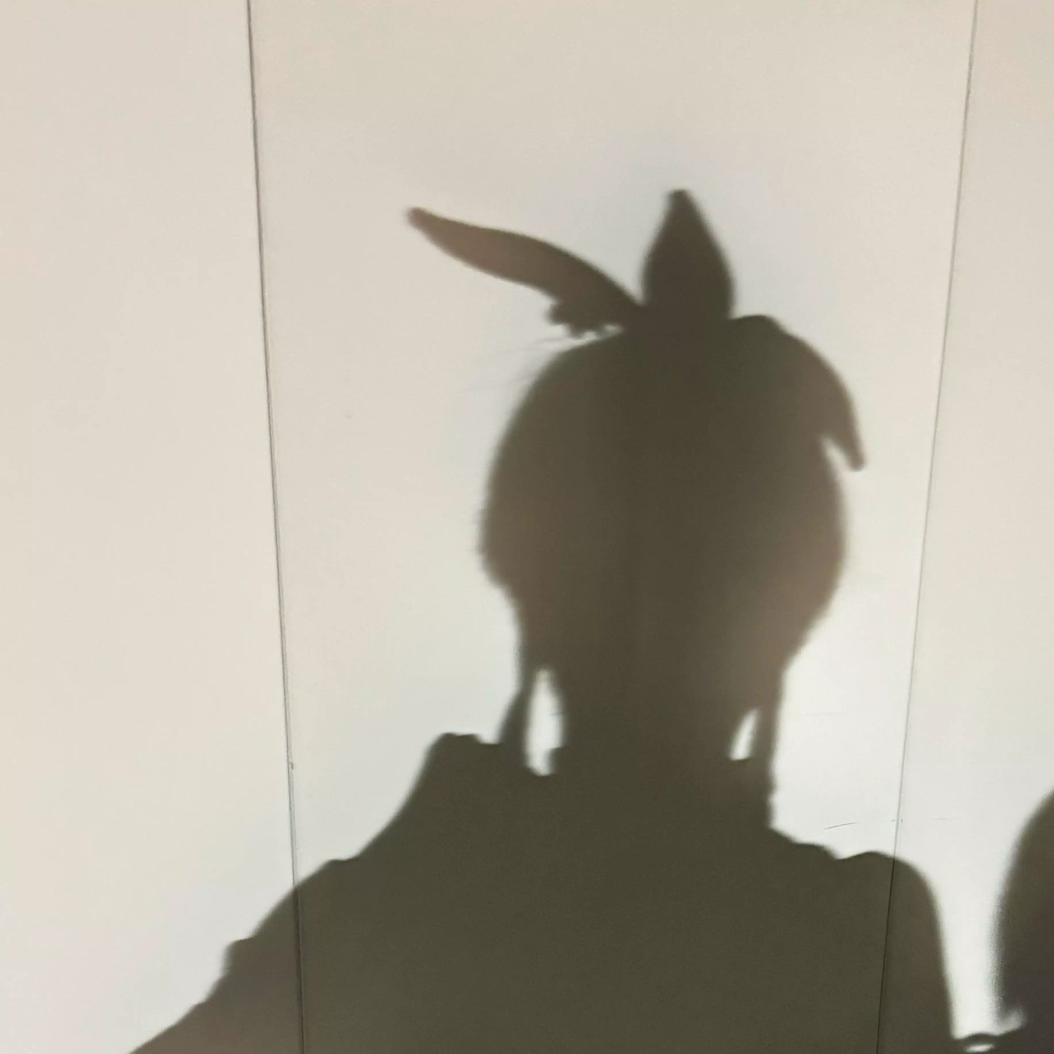 カボス真澄