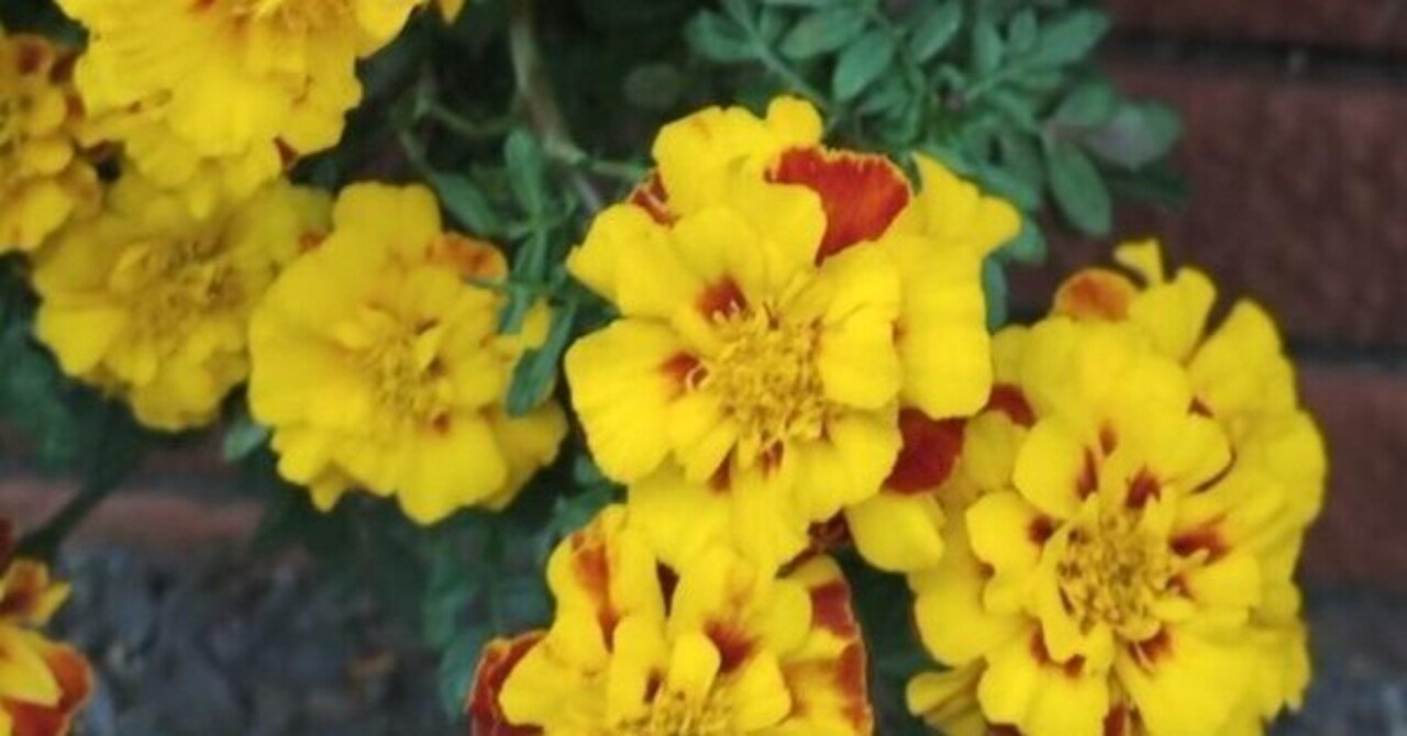 マリーゴールド（名前の迷い路）｜高瀬浩之