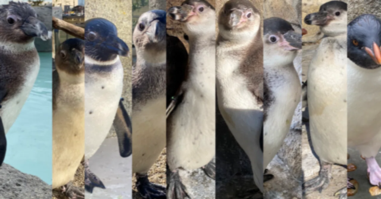 子どもペンギンズ命名！｜仙台うみの杜水族館