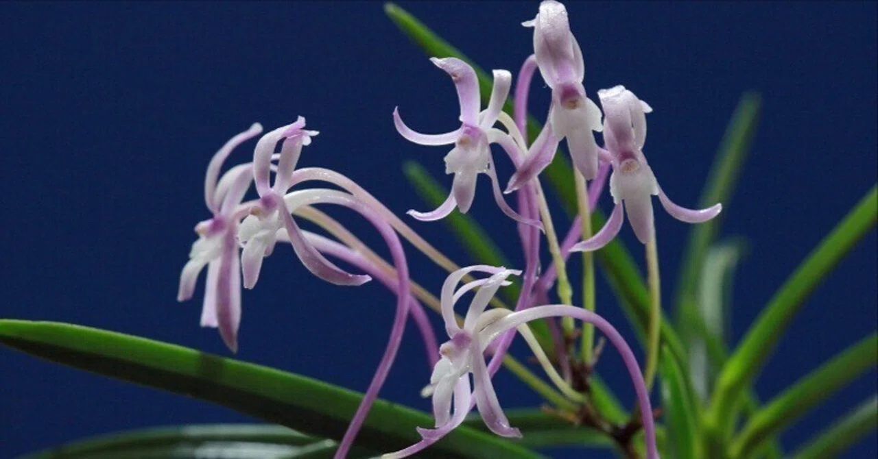 富貴蘭「大豊の紅」の花(過去の画像倉庫から)｜KJ Morison
