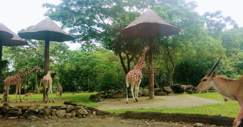 インドネシアらいふ 19 楽しい動物園その3 自由きままりこ Note インドネシアらいふ 19 楽しい動物園その3 自由きままりこ Note