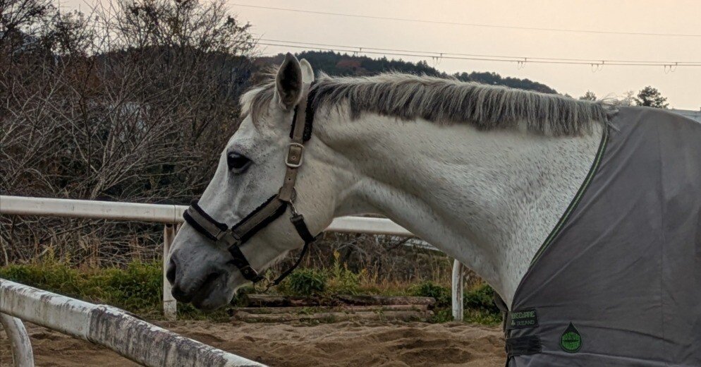 牧場ウマウマ 牧場に行ってきた話｜みほえ