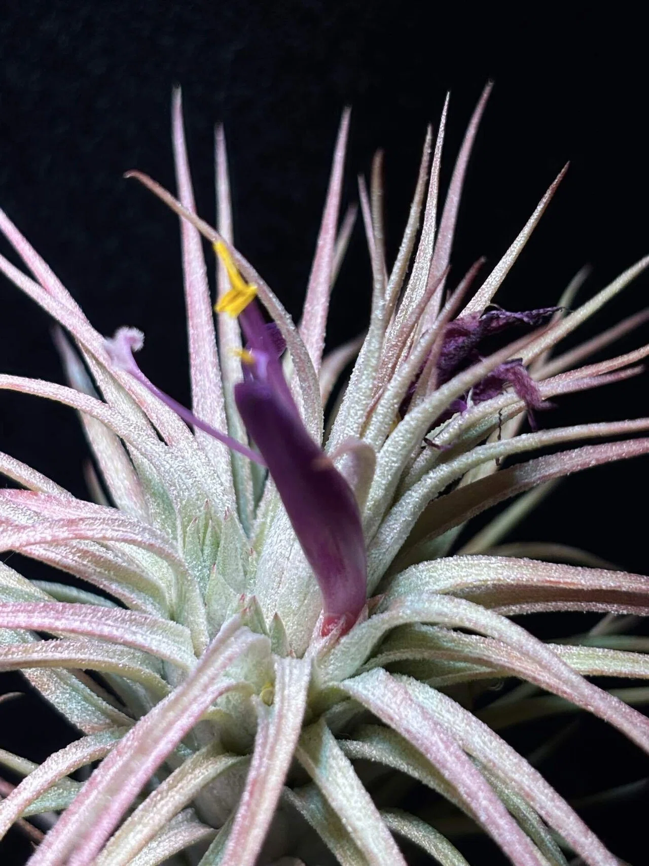 Domingo's Charm'(funckiana x ionantha var.van-hyningii) from Jerry