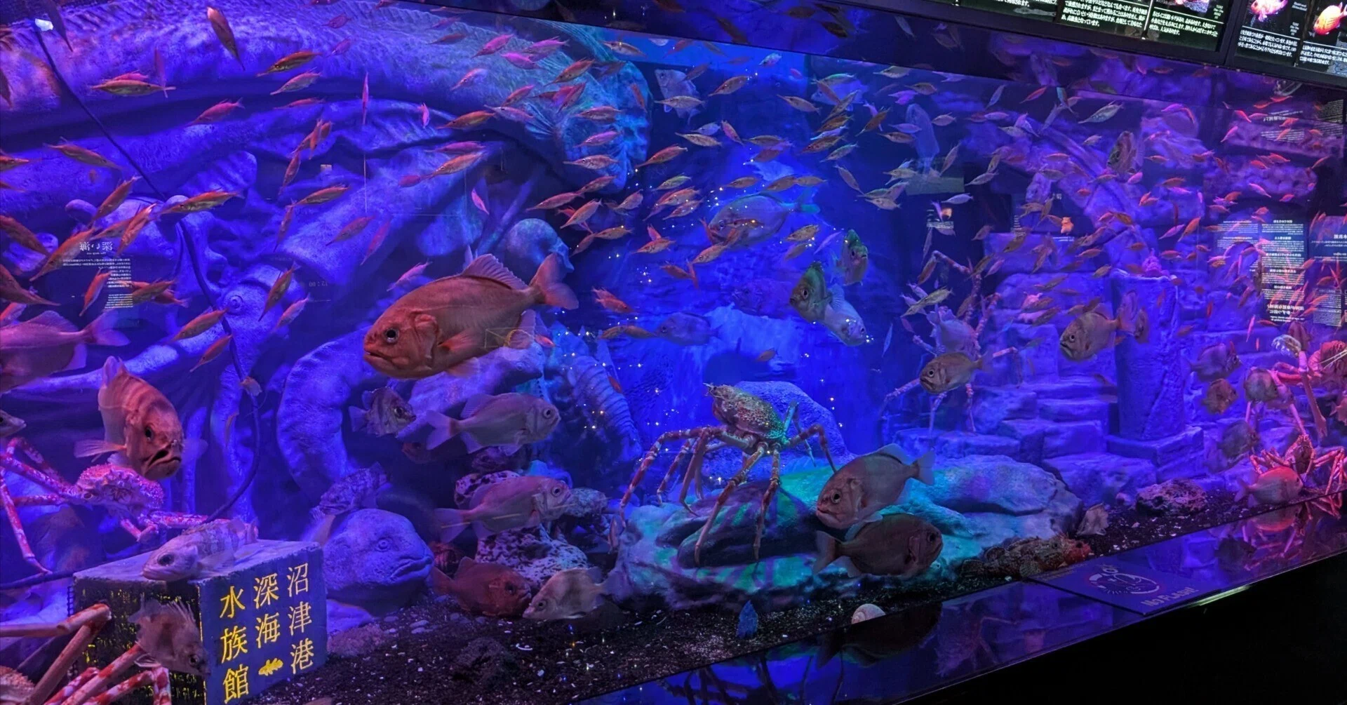 沼津でスイーツ巡り&深海魚を見る｜tabirow