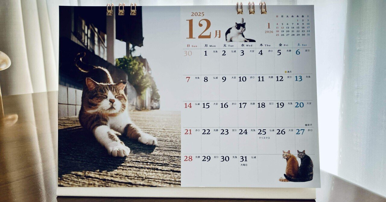 12月のそとねこちゃん 2025.12.22｜よしみ/yoshimi＠猫好き