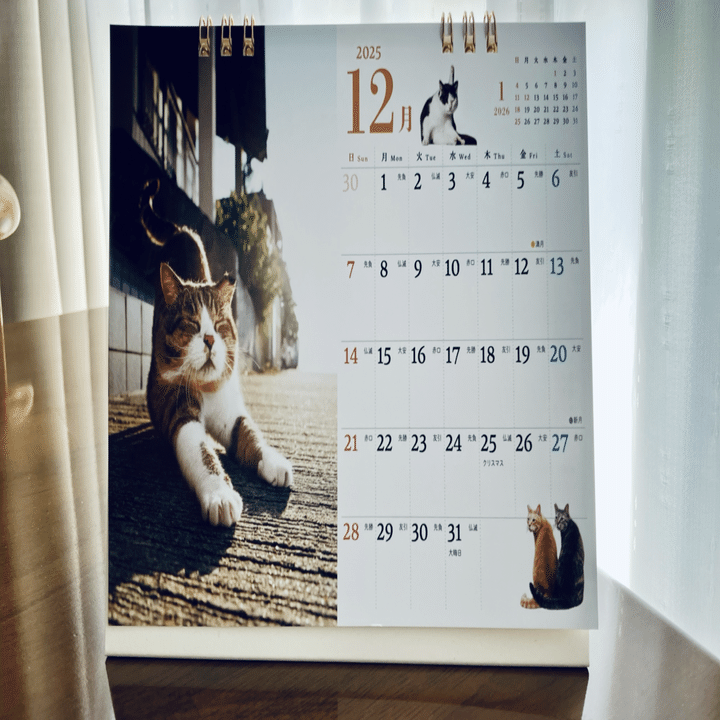 12月のそとねこちゃん 2025.12.22｜よしみ/yoshimi＠猫好き