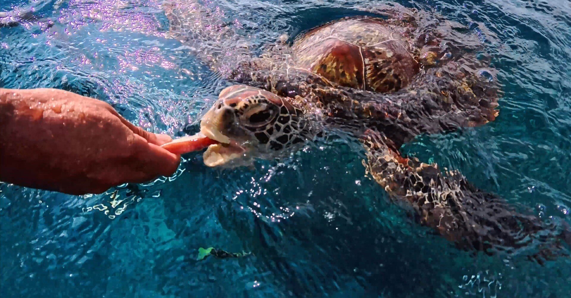 沖縄・ひとり人旅｜【慶良間沖】人生初のダイビング(2025.12.10)｜Yuri