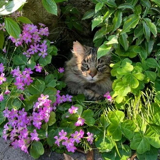 みちしるべ☘️🐈