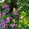 みちしるべ☘️🐈