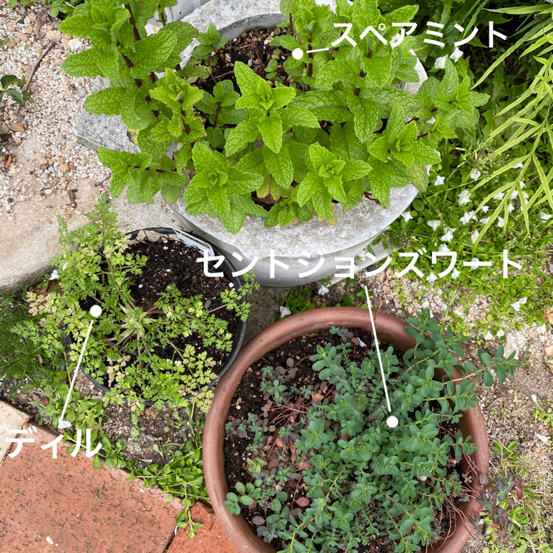 Vol 13 コーヒーとか米の研ぎ汁とか ころの庭自然菜園ーハーブやアロマもー Note Vol 13 コーヒーとか米の研ぎ汁とか ころの庭自然菜園ーハーブやアロマもー Note