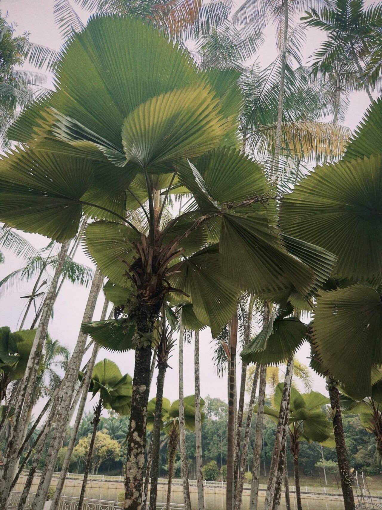 クアラルンプール2025】 #02 国立モスクとイスラム美術館｜さざなみあやめ