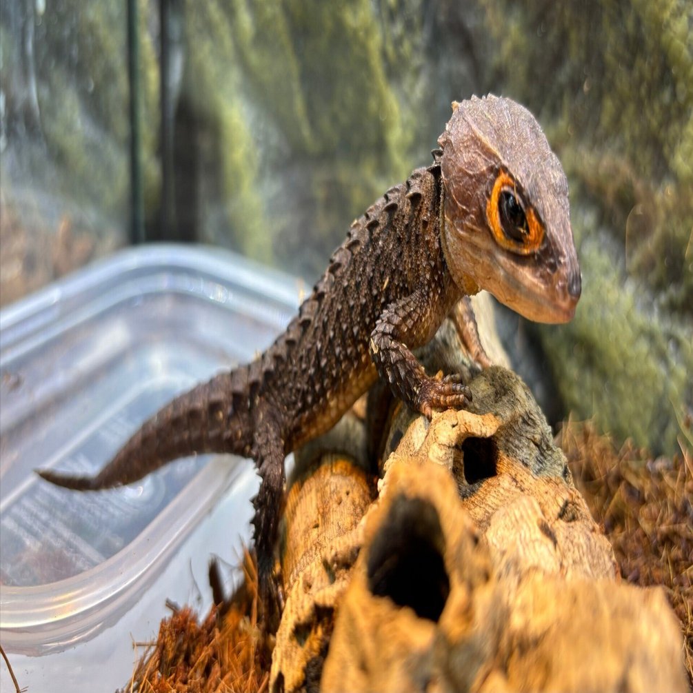 🆕 新入荷情報 (2025/12/22)｜CANDLE横浜店