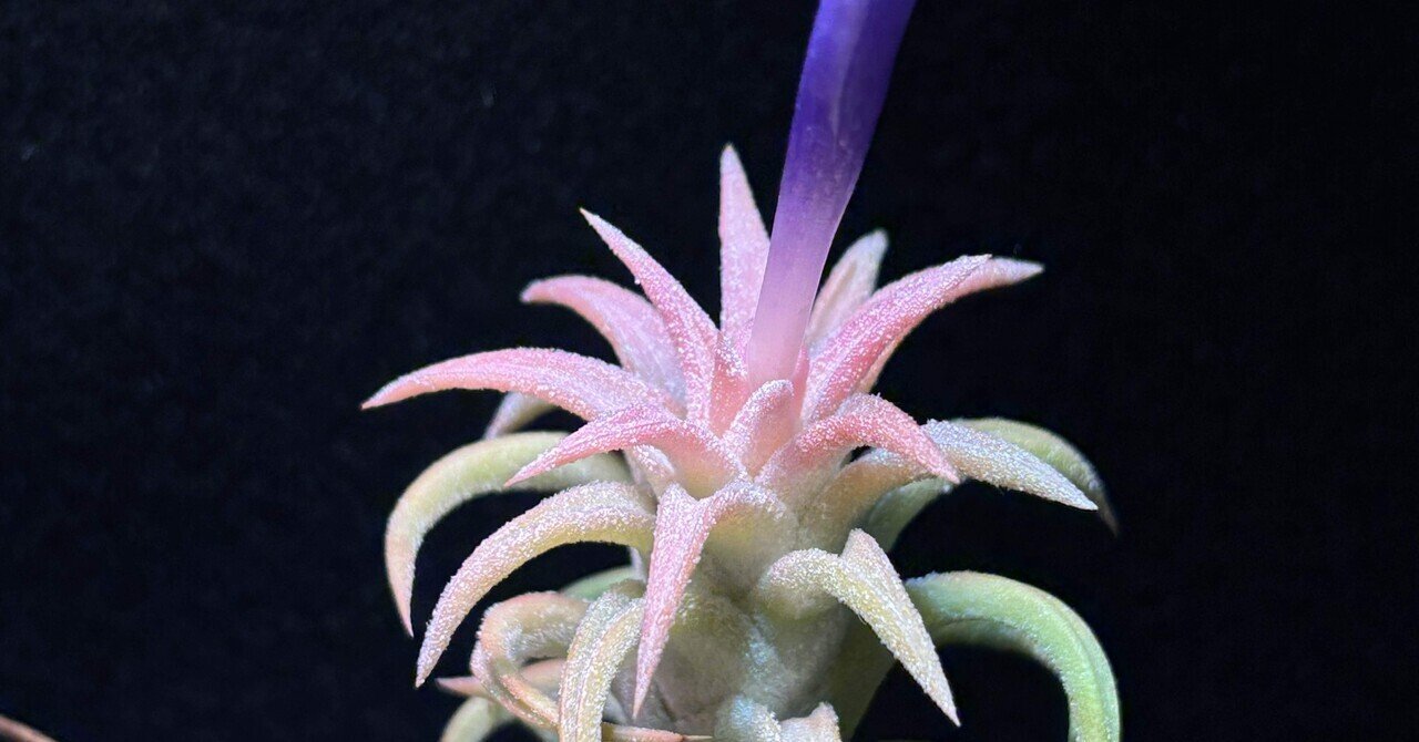 T. ‘Hawaiian Peach’(バンハイニンギー) T. 'Hawaiian Peach'(バンハイニンギー)