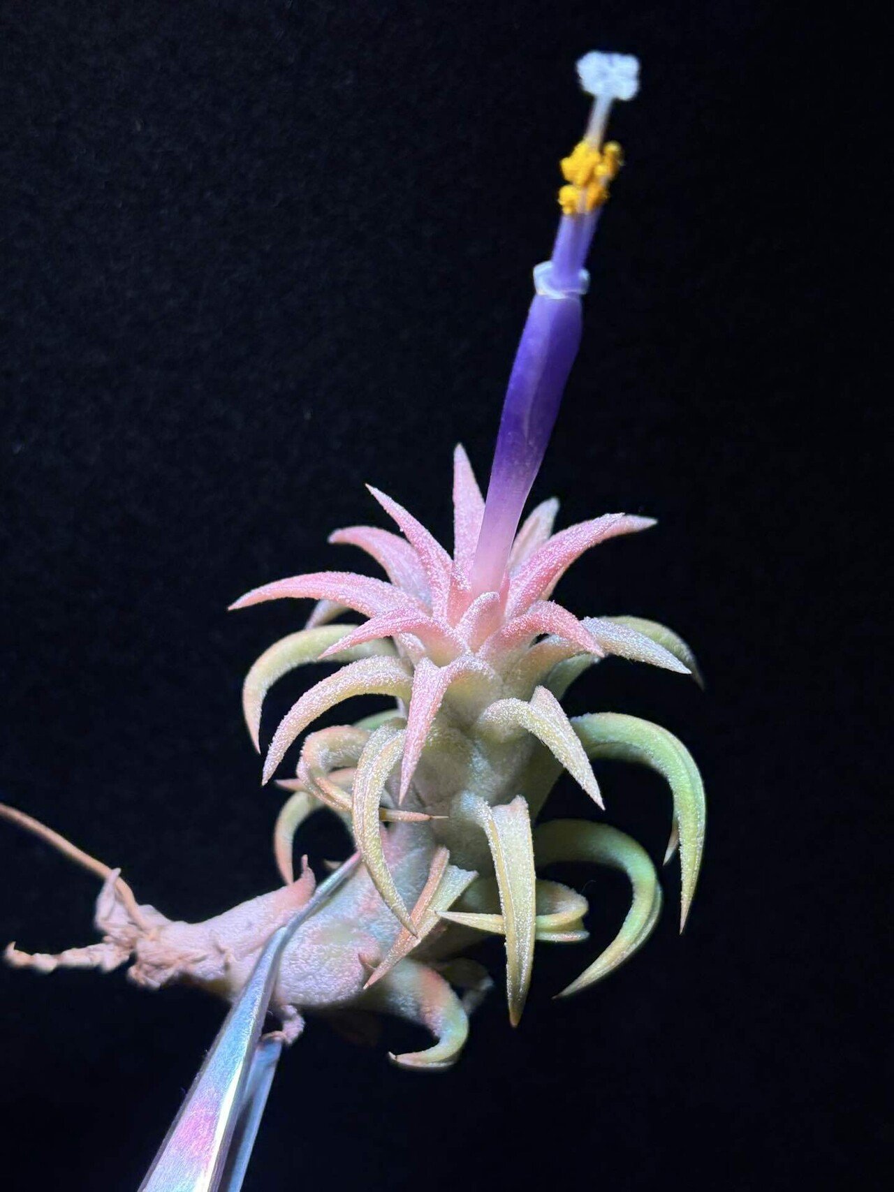 SYバンハイニンギー ハワイアンピーチ＋アルボ SY様専用バンハイニンギー ハワイアンピーチ＋アルボ