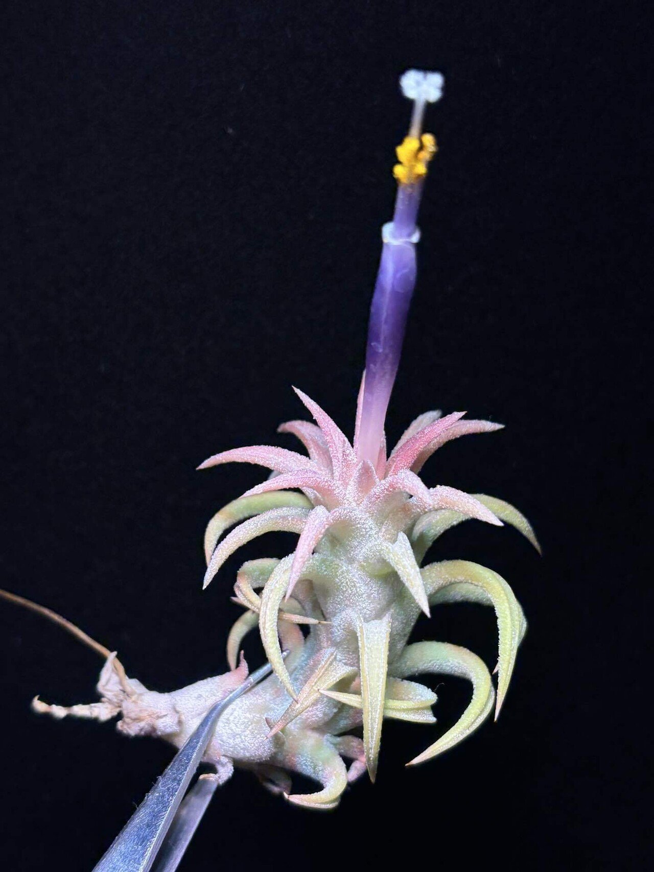 Hawaiian Peach'(ionantha var.van-hyningii x ionantha var.van