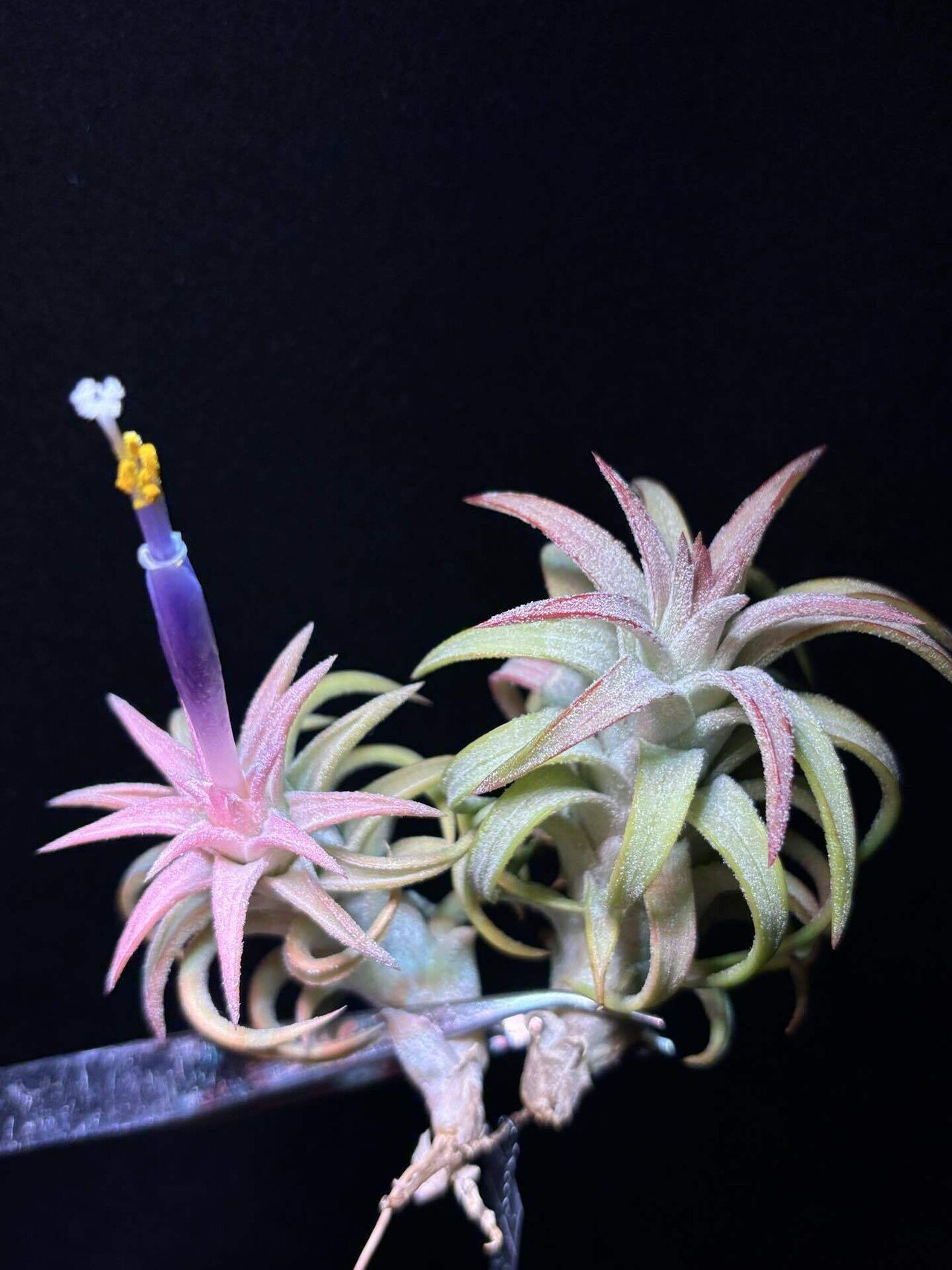 SYバンハイニンギー ハワイアンピーチ＋アルボ SYバンハイニンギー ハワイアンピーチ＋アルボ SYバンハイニンギー