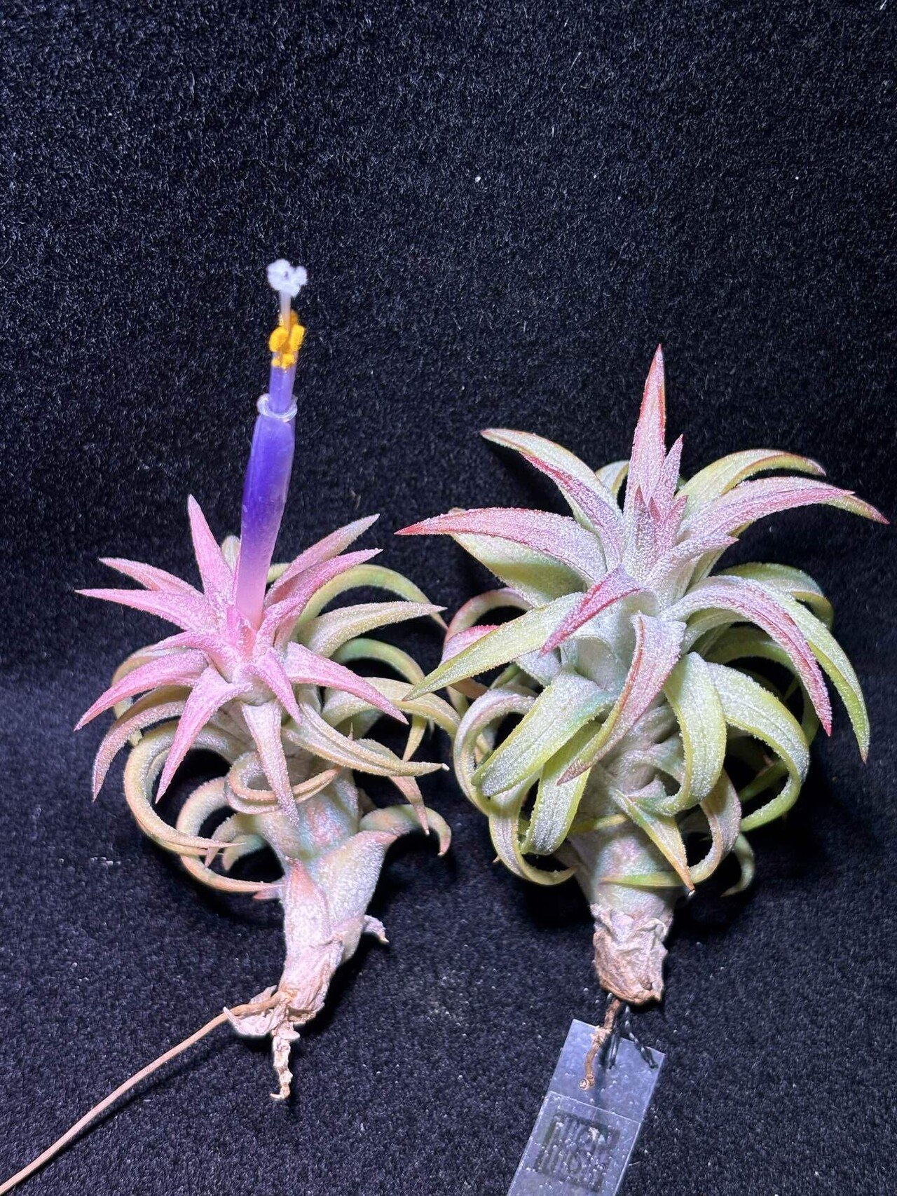 Hawaiian Peach'(ionantha var.van-hyningii x ionantha var.van