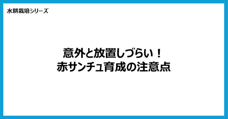 【水耕栽培】意外と放置しづらい！赤サンチュ育成の注意点