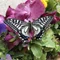dearbutterfly208