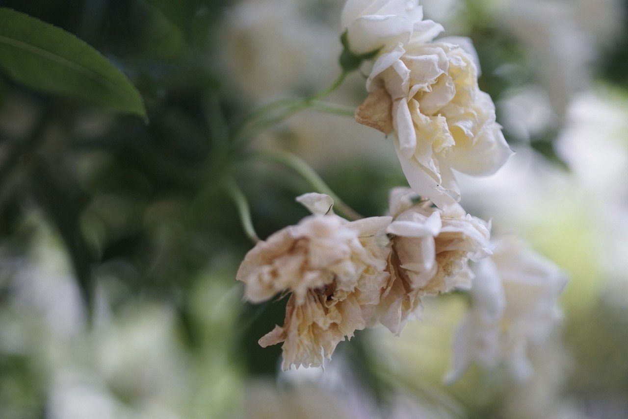 ヤグルマギク、そして｜ヤマネケイ｜note