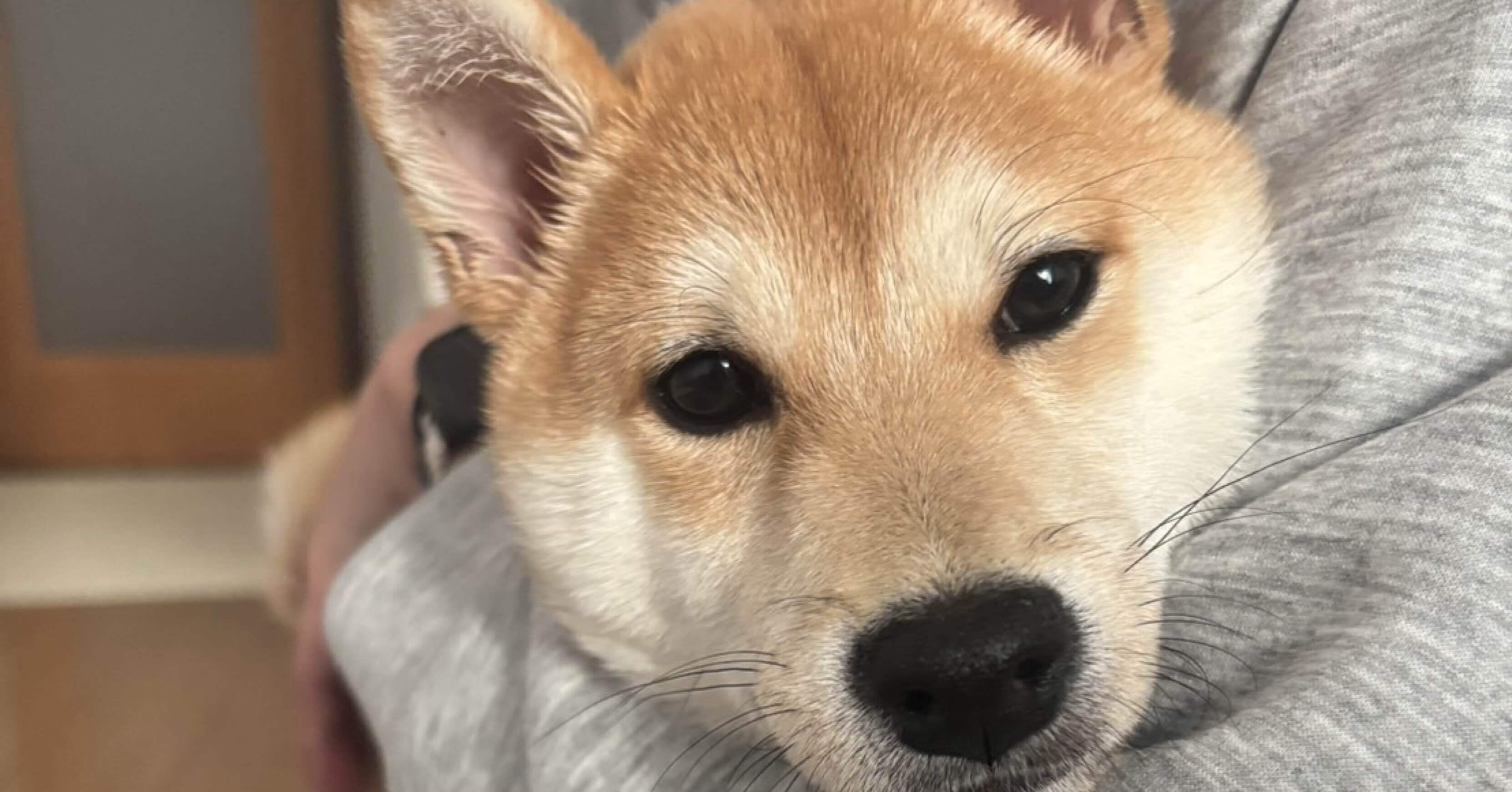 噛み癖で悩んでいた豆柴と、オンラインレッスンを受けた話。｜ジェイ|PSW×FP×宅建勉強中