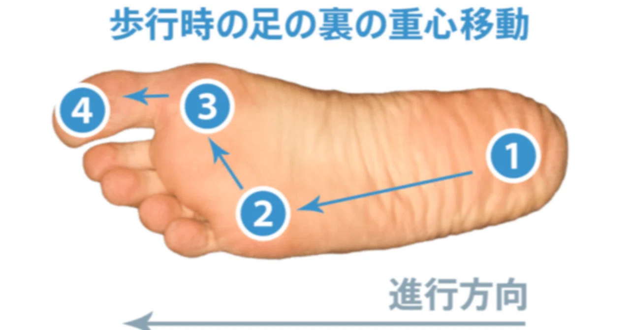 なぜ母指球 小指球 踵の3点なのか｜sweetleaff