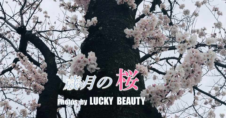 歳月の桜 Kindle電子写真集無料ダウンロード Lucky Beauty Note