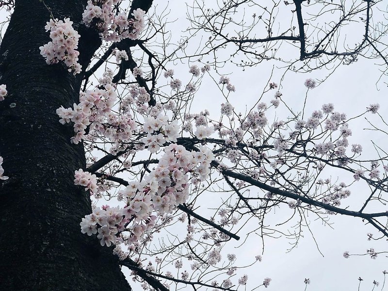 歳月の桜 Kindle電子写真集無料ダウンロード Lucky Beauty Note 歳月の桜 Kindle電子写真集無料ダウンロード Lucky Beauty Note