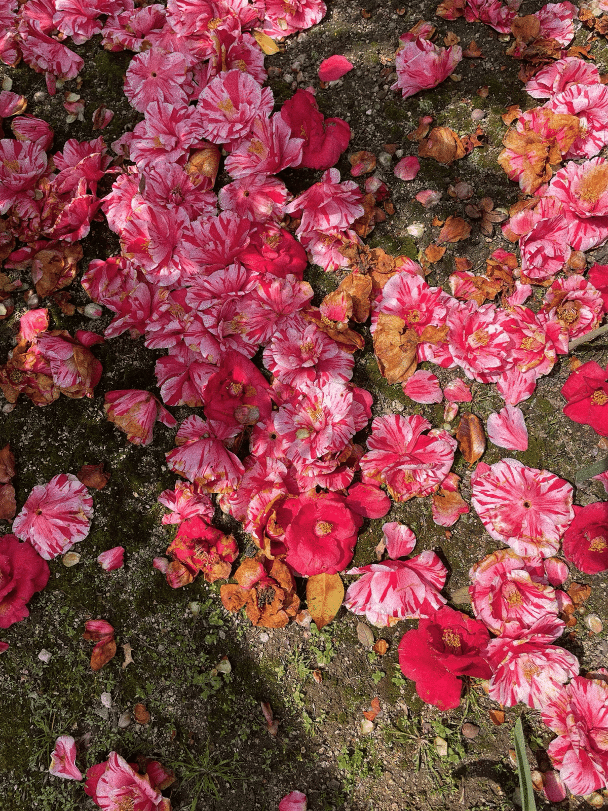 2025年12月-2_この世で一番うつくしいのは椿だと思う｜Aoki Asami