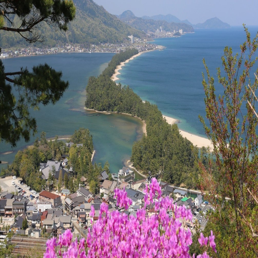 200．宮津市の花コバノミツバツツジ｜sasayan