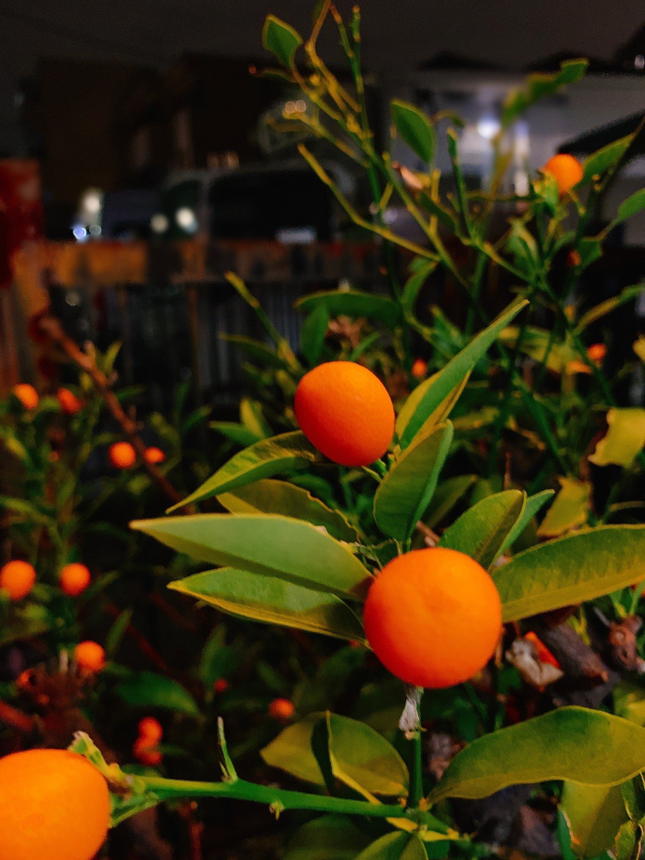 想いのあふれる金柑 キンカン の花言葉は Ayum Note 想いのあふれる金柑 キンカン の花言葉は Ayum Note