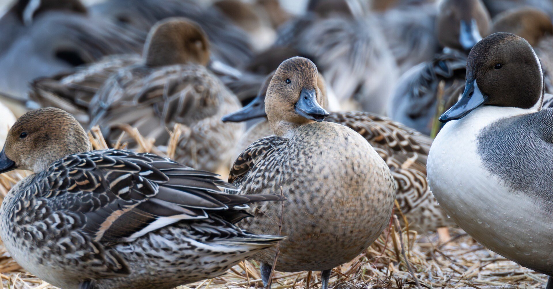 冬の水鳥（写真） 冬の水鳥の暮らし 寒波、群れ分散後押し - 日本経済新聞