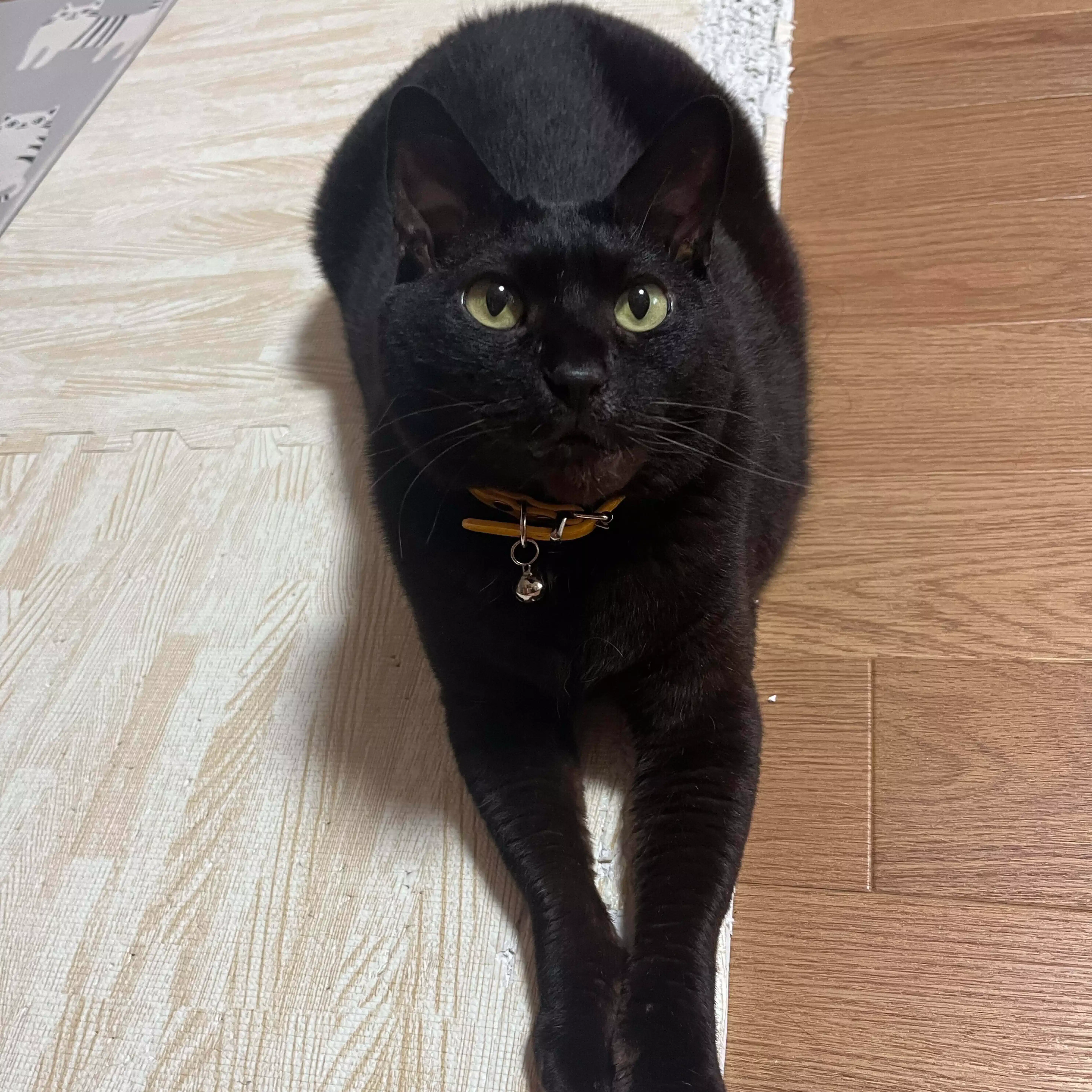 黒猫
