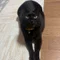 黒猫